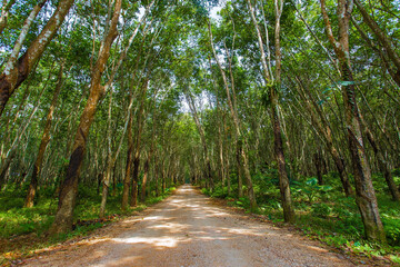 Walkway between rubber plantation in two sides which tall trees and covered with green plant on the ground.
