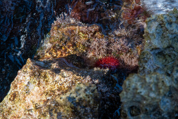 kleine rote Seeanemone