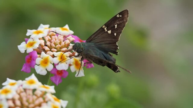 Long-tailed skipper butterfly with damaged tail feeding on lantana