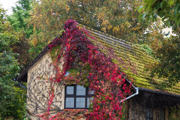 Old house covered with red vine and moss on roof - Powered by Adobe