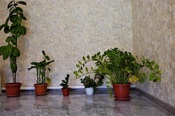 Indoor flowers and plants