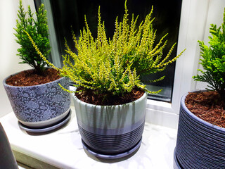 Home decor made of Heather (Calluna vulgaris). Plants in ceramic pots on the windowsill in the evening, under electric lighting.	
