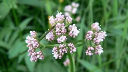 Różowy kwiat na tle zielonej łąki.
Pink flower against the background of a green meadow.