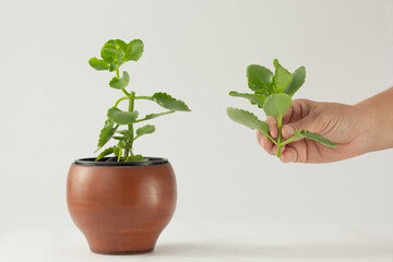 Woman hand holding cutting of Kalanchoe plant to make sprout on the white background - Powered by Adobe