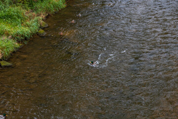 Ducks on the edge of the river