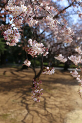 cherry blossom in spring
