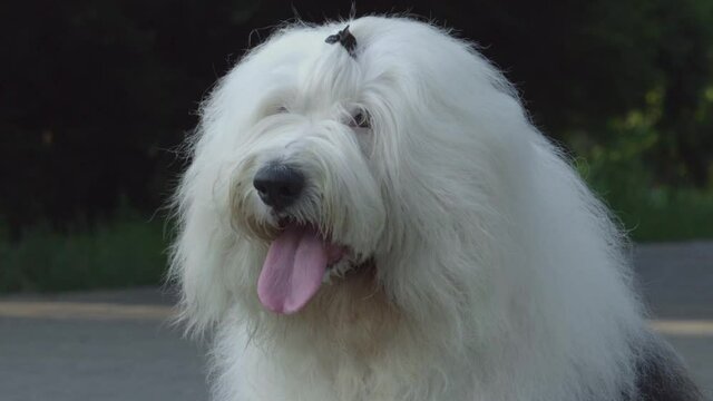 White and grey Old English Sheepdog standing. Portrait