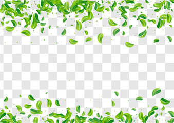 Mint Foliage Tree Vector Transparent Background