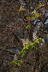 A unique phenomenon - chestnuts (castanea) bloomed in Odessa in autumn. Usually this plant blooms only in spring in May. Odessa (Ukraine).