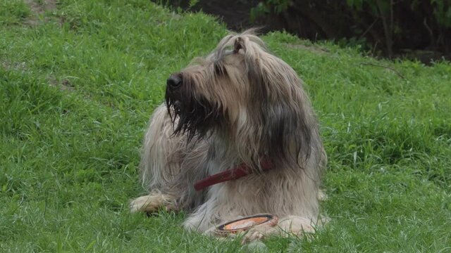 Briard dog with long hair. French shepherd is lying on the grass