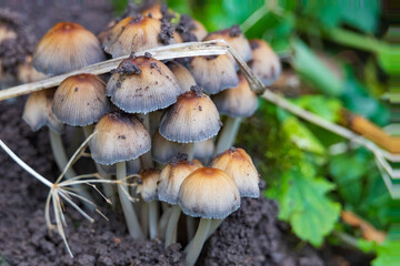 Small brown mushrooms on the ground, close-up