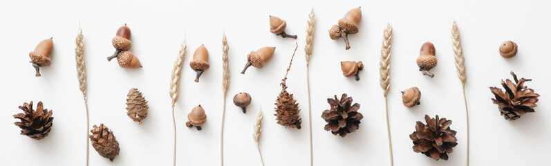 Stylish overhead shot with autumn acorns, cones, spikelets. Minimal thanksgiving concept on white background. Copy space. Toned, banner