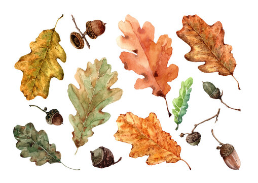 Set of autumn oak leaves and acorns isolated elements. Colorful hand drawn watercolor on white background for design of cards, wedding invitations, fabric, print, packaging.
