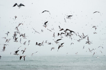 Flock of flying seagulls over the sea at snowing winter day