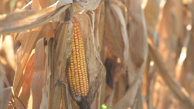 Fusarium corn ear rot damage. most common maize disease