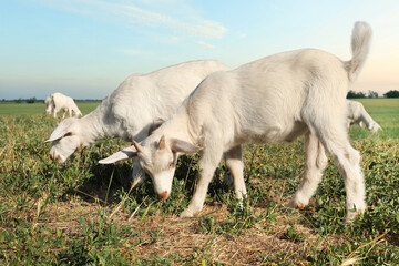Obraz premium Cute goatlings on pasture at farm. Animal husbandry