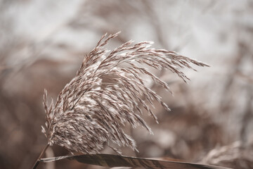 Pampas grass outdoor in light pastel colors. Dry reeds boho style