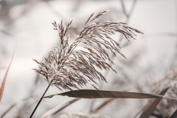 Pampas grass outdoor in light pastel colors. Dry reeds boho style