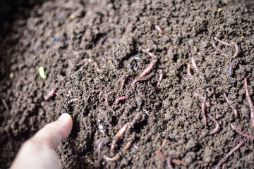 Group of AF worms  in nature.