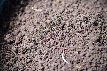Group of AF worms  in nature.