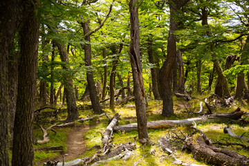 Forest views with green crooked trees and shrubs in summer. High quality photo © JackF