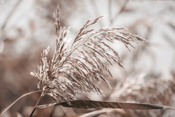 Pampas grass outdoor in light pastel colors. Dry reeds boho style