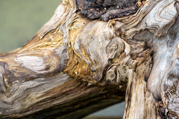 Dried tree branch on the shore of the lake