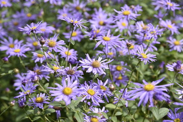 group of purple flowers