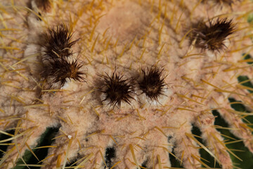 Golden Barrel Cactus, close-up
