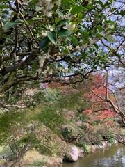 成田山新勝寺の秋の風景