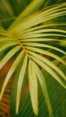 photo of artistic palm leaf in the garden