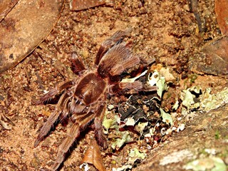 A big spider with hairy long legs. It moves slowly and quiet on ground.