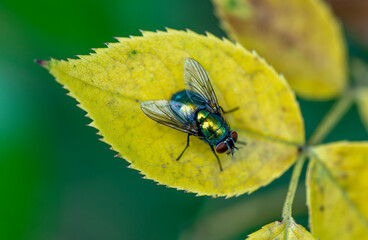 Colorful fly, treasures of nature