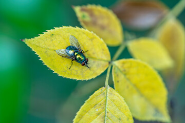 Colorful fly, treasures of nature
