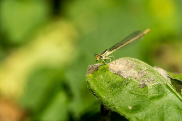 Colorful dragonfly, treasures of nature