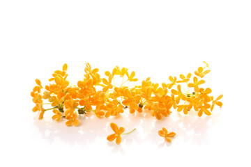 orange flowers of Sweet Osmanthus on a white background