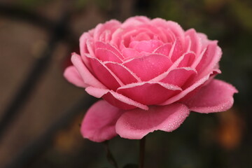 pink rouse macro photo