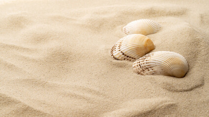 Seashells on a background of sand, beach sand.
