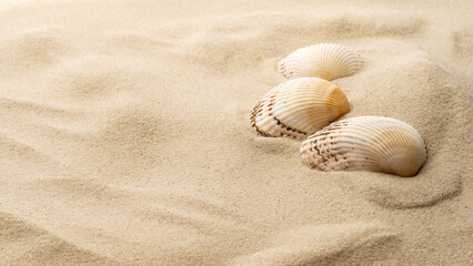 Fototapeta na wymiar Seashells on a background of sand, beach sand.