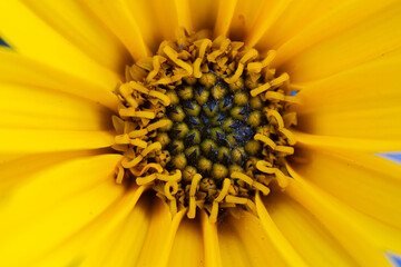 Kwiaty topinamburu, Kwiaty topinamburu w z bliska, kwitnące kwiaty jesienią © Follow the Sun