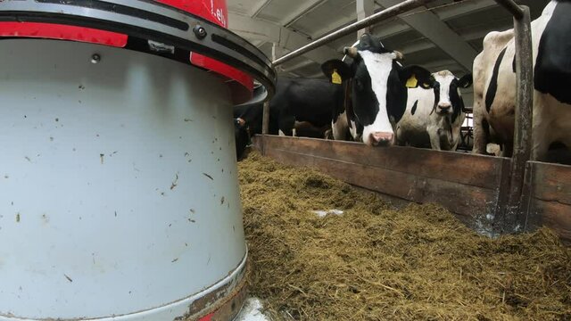 A robot on a farm. Robot farmers are programmed to work in the farm premises to feed animals.