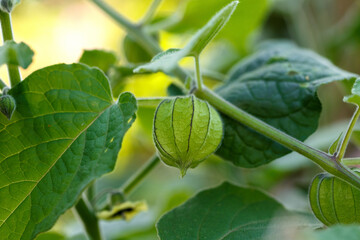 Physalis or cape gooseberry,ground cherry fruit on the plant in garden with natural background