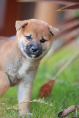 柴犬の子犬です。