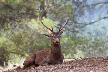 Close up picture of a male  European deer