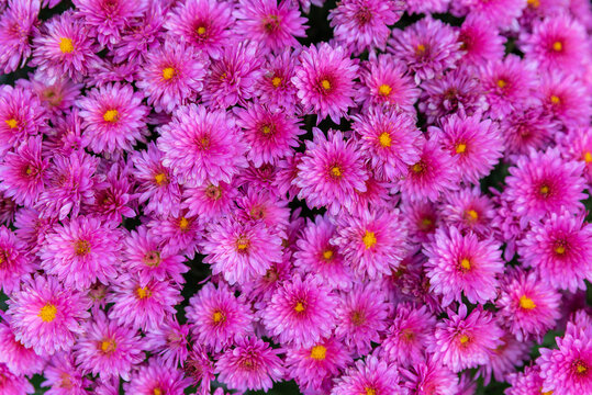 Beautiful chrysanthemum flowers background top view. Close up seamless purple chrysanthemum flowers. Beautiful wallpaper