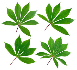 Cassava leaf isolated on white background