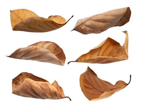 Fototapeta dry leaf or dead leaf isolated on white background
