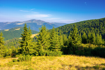 Obraz premium coniferous forest on the mountain hill. beautiful summer nature scenery in the morning. idyllic nature background