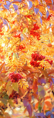 Obraz na płótnie Canvas Natural background, tree with red rowan berry with golden yellow leaves in autumn on a warm sunny day. Beauty in nature. Wallpaper for desktop, wallpaper for phone