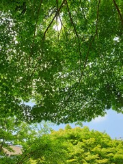 맑은 오후 시원한 녹색 단풍나무 